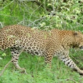 Male Leopard (Panthera pardus), Kruger National Park, South Africa